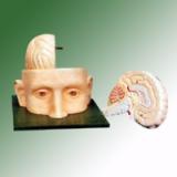 HUMAN HEAD